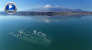 Kuş cennetinin en zarif misafirleri...