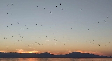 Kuş sürüsünün görsel şöleni