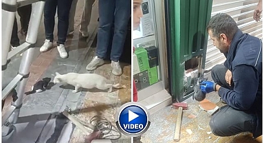 Mahsur kediler annelerine kavuştu!