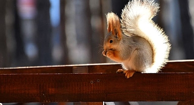 Millet bahçesi kuşlar ve sincaplarla renklendi
