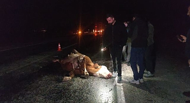 Minibüs ve otomobil ineğe çarptı!