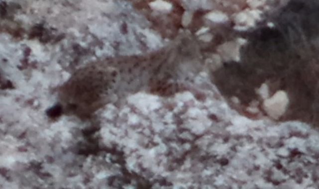 Nesli tehlike altındaki vaşak görüldü