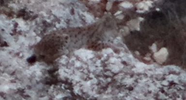 Nesli tehlike altındaki vaşak görüldü