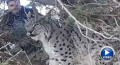 Nesli tehlike altındaki vaşak görüntülendi