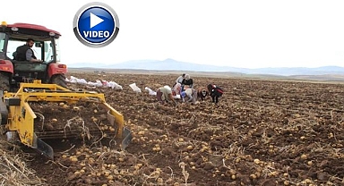 Ovada kışlık patates bereketi