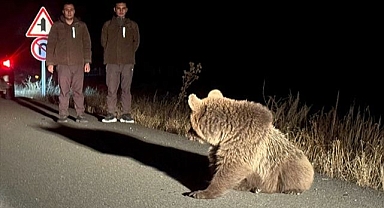 Saldırıya uğrayan ayı yavrusu tedaviye alındı