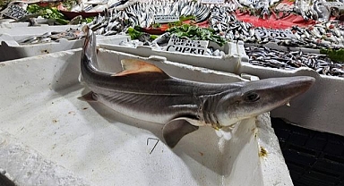 Satışa çıkarılan köpek balığı ilgi odağı oldu