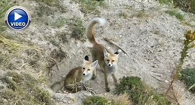 Sevimli tilki ailesi kamerada