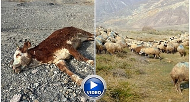 Sorumsuzlukları pes dedirtti! Gece saatlerinde meraya attılar!