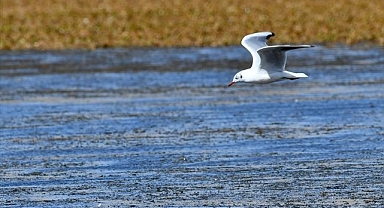 Sulak alanlarda kuş yoğunluğu gözlendi