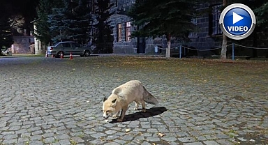 Tilkiyi bisküvi ile besledi, o anlar kamerada!