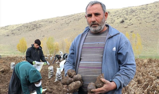 Topraktan çıkan mor lezzet: Tarladan sofraya hasat sürüyor