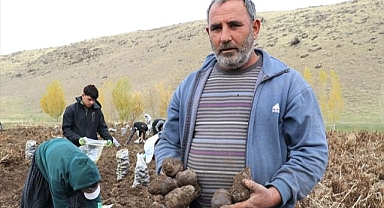 Topraktan çıkan mor lezzet: Tarladan sofraya hasat sürüyor