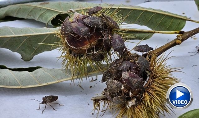 Tehdit büyüyor!  Tarım arazileri risk altında