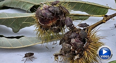 Tehdit büyüyor!  Tarım arazileri risk altında