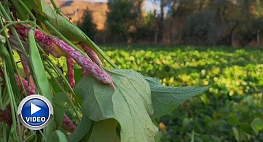  Ünlü şeflerin vazgeçilmez lezzeti İspir Fasulyesi
