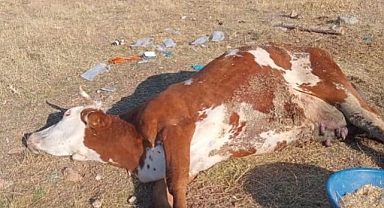 Üreticilerin başı şapla belada! 