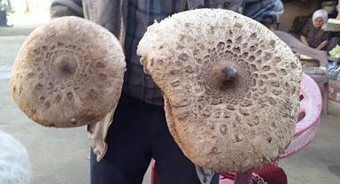 Uzmanından doğadaki mantarlarla ilgili uyarı