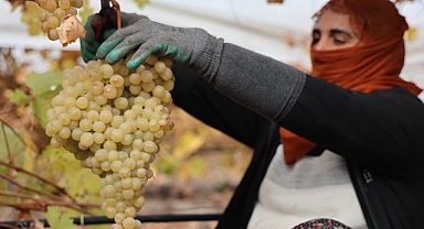 Üzüm hasadında tatsız mahsul!