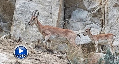 Uzundere'de dağ keçileri görüntülendi