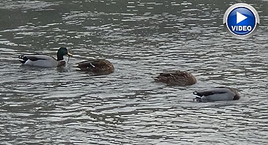 Yaban ördekleri göç yolculuğuna devam ediyor
