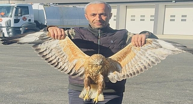 Yaralı baykuş tedavi altına alındı