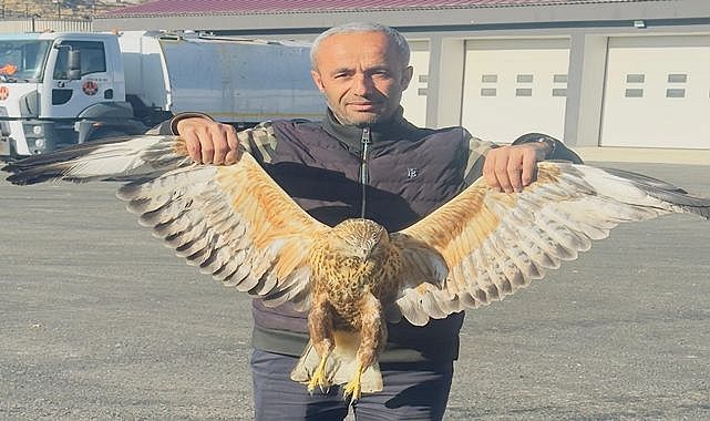 Yaralı baykuş tedavi altına alındı