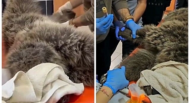 Yaralı bozayının imdadına yetiştiler