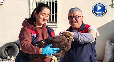 Yaralı bulunan kartal tedavi altında