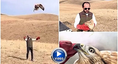 Yaralı kızıl şahin özgürlüğe kanat çırptı