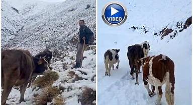 Yayladaki hayvanlar hazırlıksız yakalandı