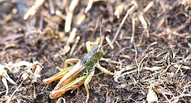 Yeni türü keşfedildi: Bilim dünyasına tanıtıldı