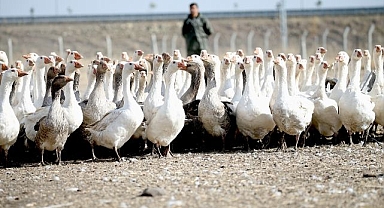 Doğu'nun kaz üssü!