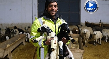 Yılın ilk kuzuları yüzleri güldürdü