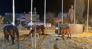 Yılkı atları kent merkezine indi