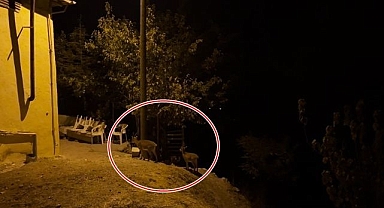 Yiyecek bulmak için şehre indiler