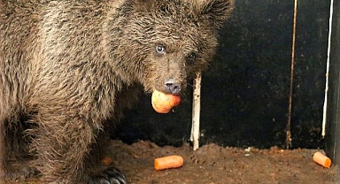Yol kenarında bulunmuştu... Özel beslenme programıyla iyileşti