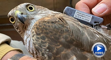 Yüzlerce kuş türü uydudan takip ediliyor