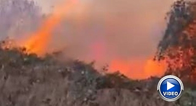 Ziraat alanında çıkan yangın ormana sıçradı