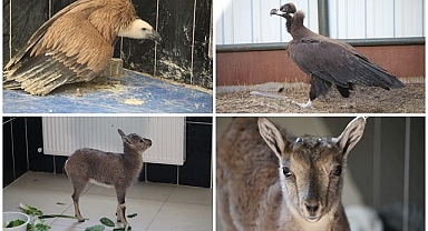 10 yılda 4 bin 500 cana derman oldular