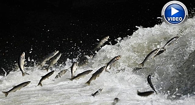 20 bin kişinin geçim kaynağı tehlike altında!