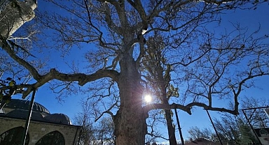 3 asırlık çınar yıllara meydan okuyor