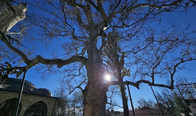 3 asırlık çınar yıllara meydan okuyor