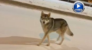 Aç kalan kurt şehre indi!