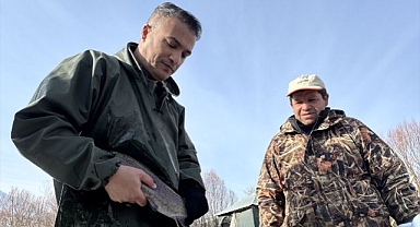 Alabalık sağım mesaisi başladı