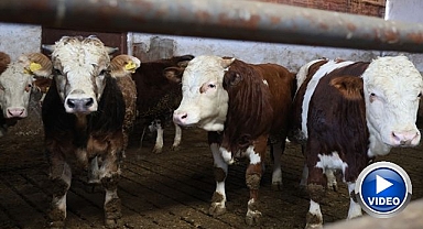 Aldığı destekle 300 hayvanlık çiftlik kurdu