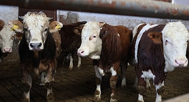 Aldığı destekle 300 hayvanlık çiftlik kurdu