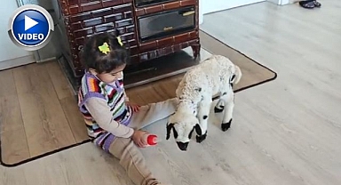 Annesi reddetti Ezo sahiplendi: Pırıl’ın sıcacık hikayesi