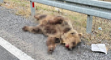 Aracın çarptığı ayı telef oldu!