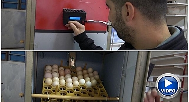 Atık malzemelerden civciv çıkacak